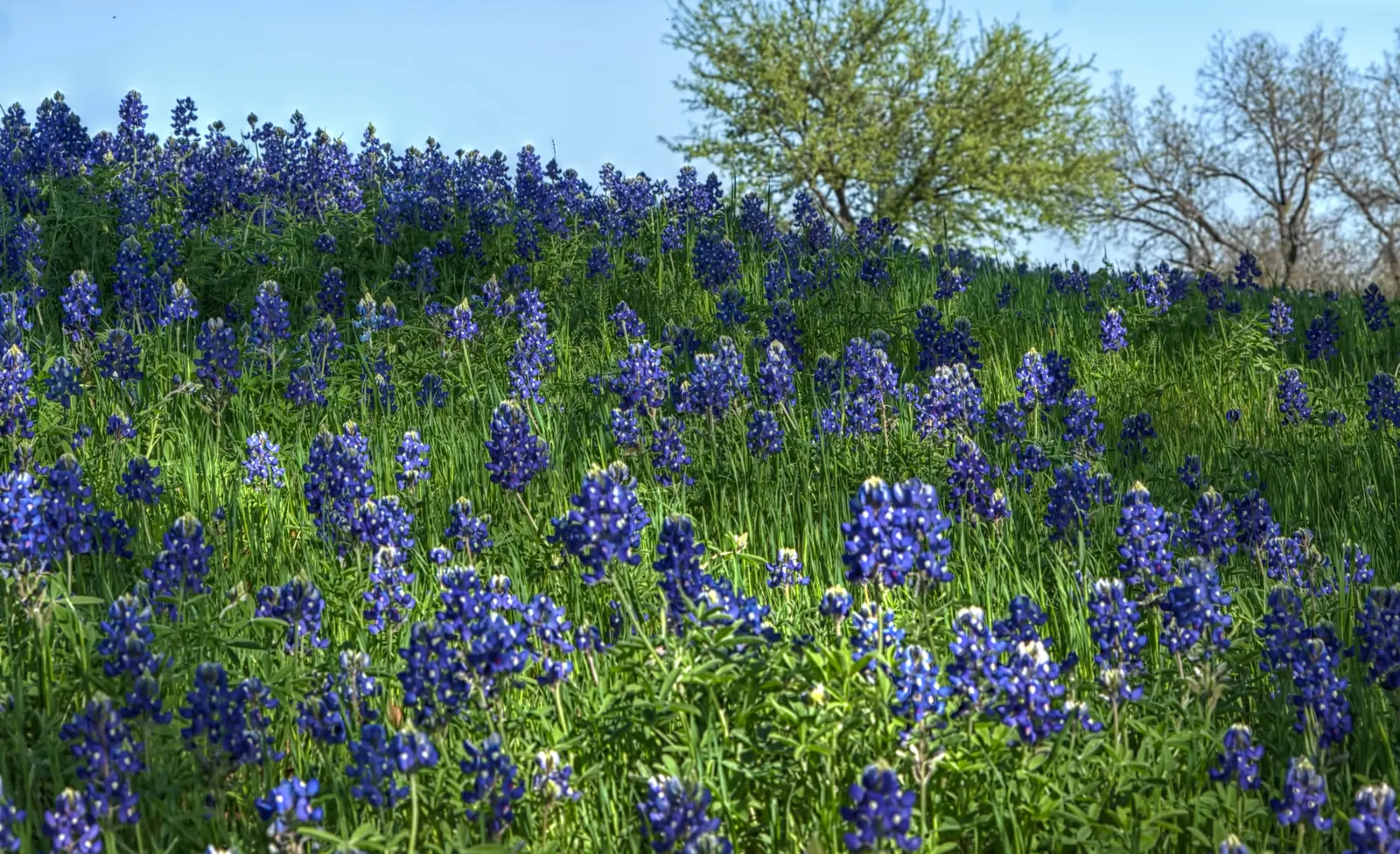 Texas Bluebonnet (Lupinus Texensis) — The Texas Bluebonnet (Lupinus texensis) holds the esteemed title of the Lone Star State's state flower
