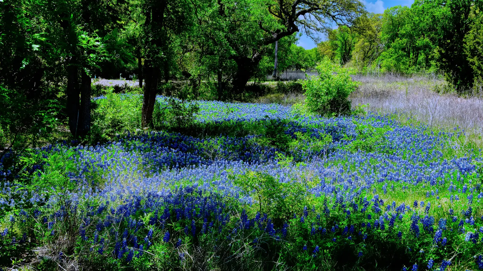 Texas Bluebonnet (Lupinus Texensis) — This hardy annual thrives in full sun and well-drained soils, blooming March to May; the flower spikes are densely packed
