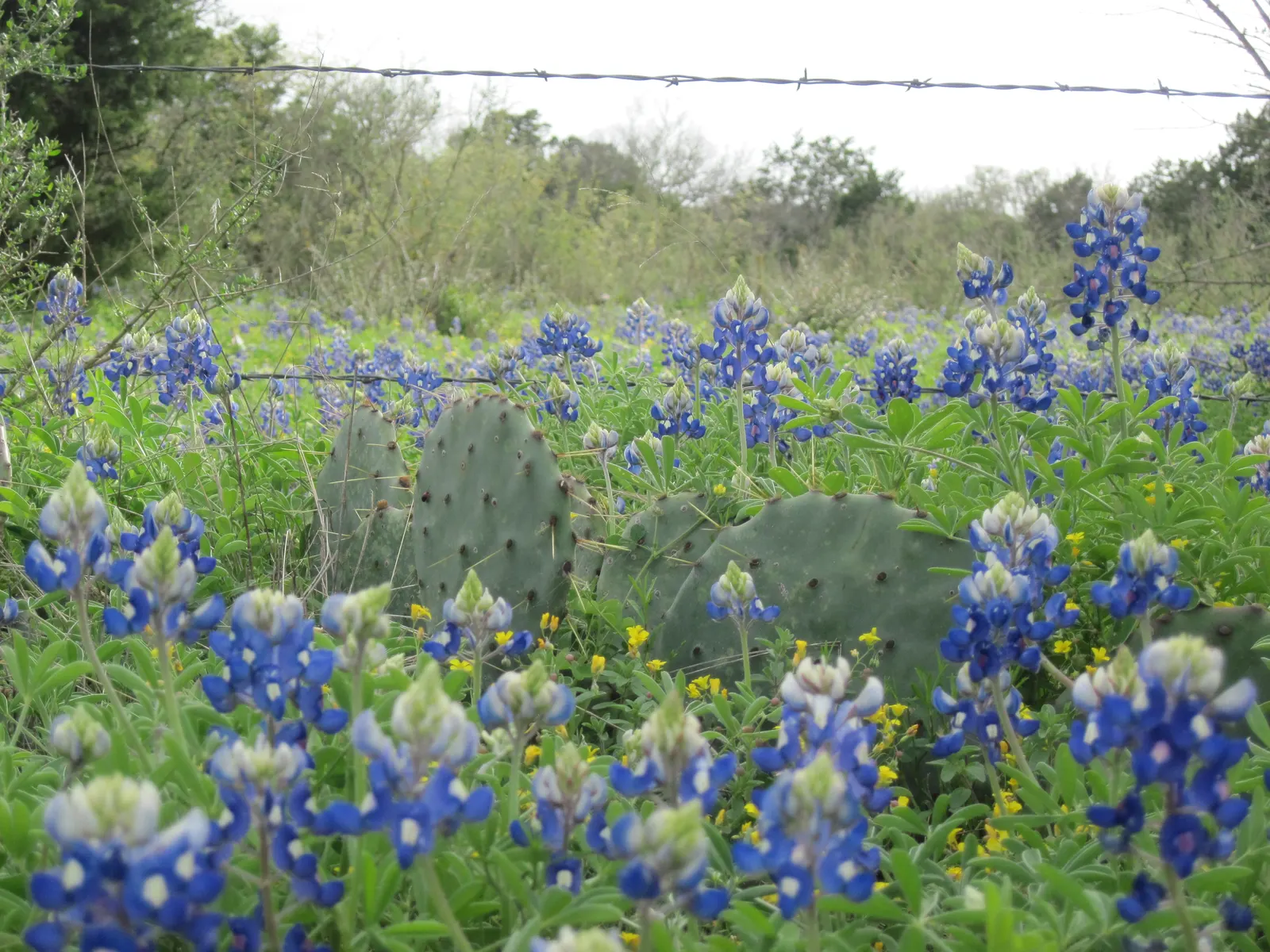 Texas Bluebonnet (Lupinus Texensis) — the bluebonnet favors full sun exposure to perform best; the Texas Bluebonnet (Lupinus texensis) graces landscapes with