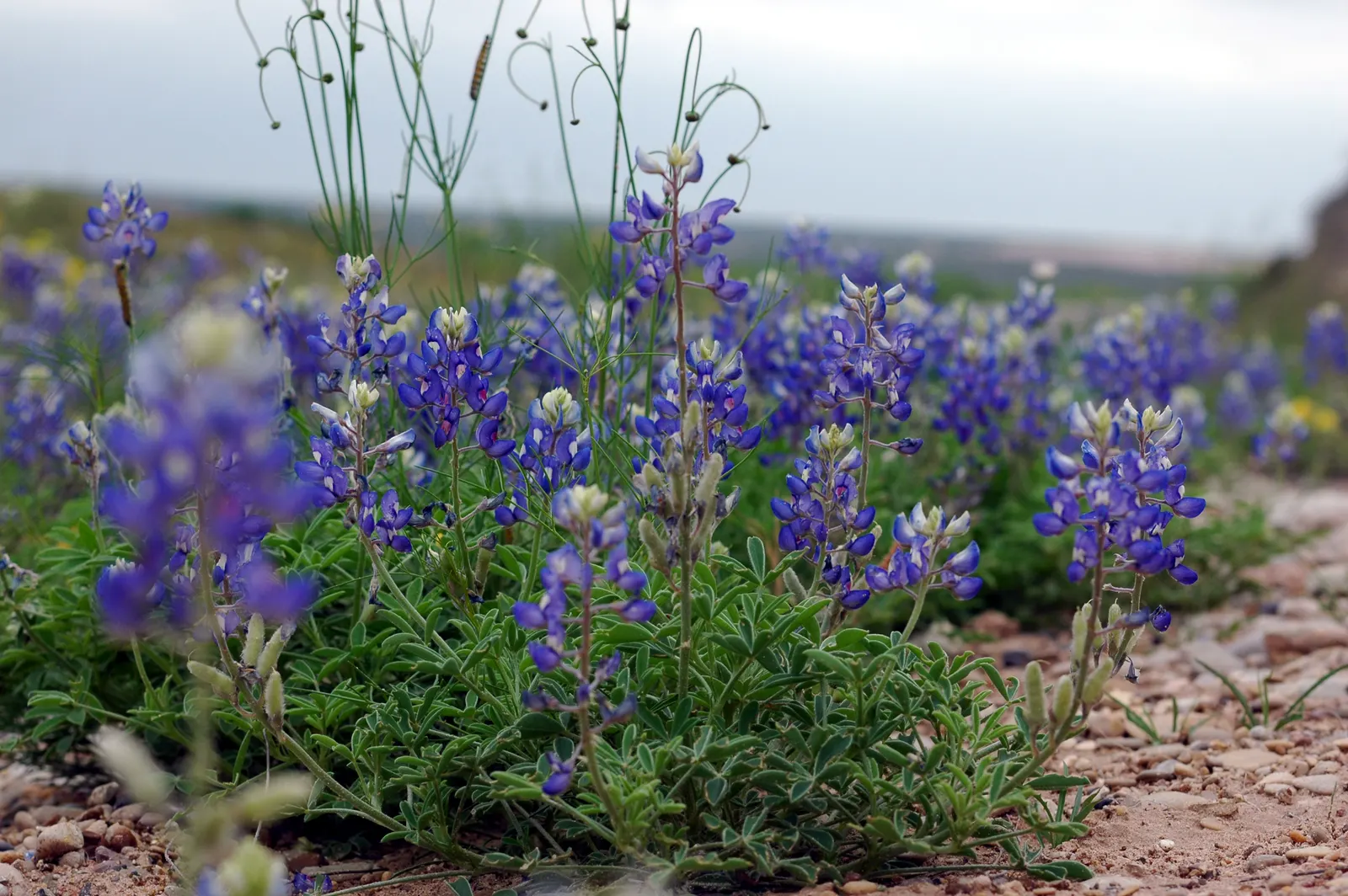 Texas Bluebonnet (Lupinus Texensis) — It's the Texas state flower, perfect for adding a touch of regional character to any garden; culminating in a