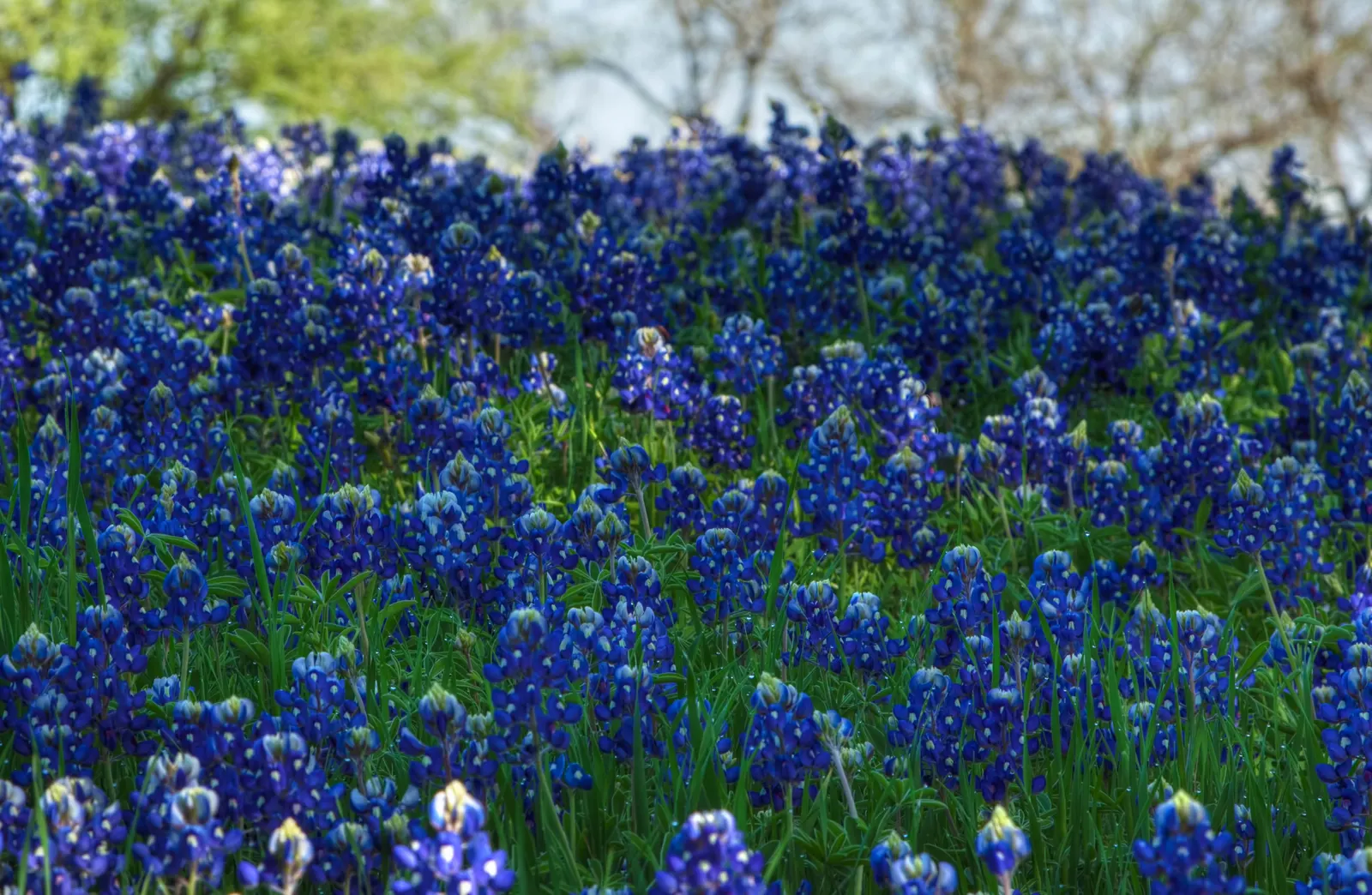 Texas Bluebonnet (Lupinus Texensis) — fern-like appearance.<br><br>Flourishing in the well-drained