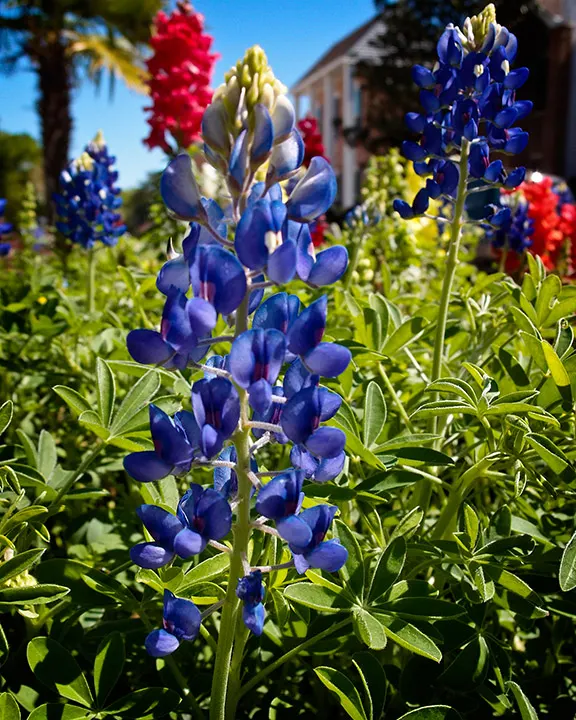 Texas Bluebonnet (Lupinus Texensis) — annual with blue and multi-colored blooms; showcasing an impressive spring bloom between March and May
