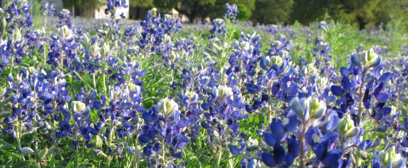 Texas Bluebonnet (Lupinus Texensis) — Renowned for its vibrant cobalt blue blossoms; its leaves are palmately compound, image 64