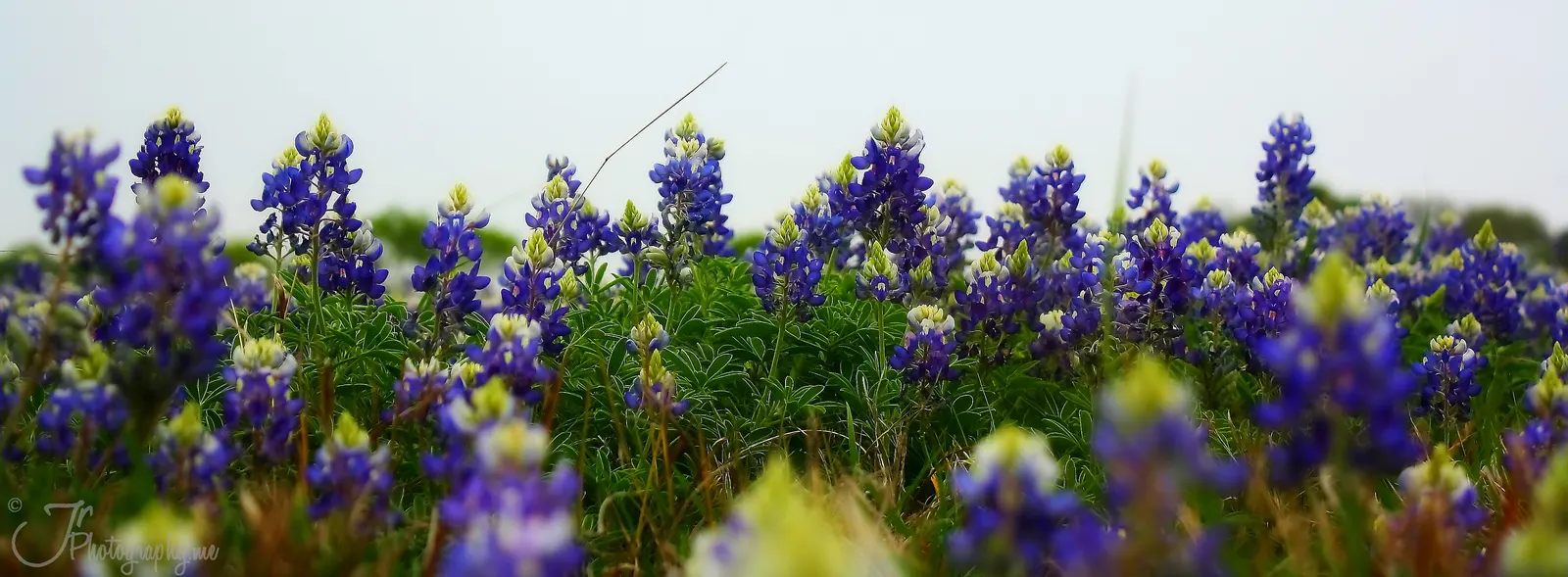 Texas Bluebonnet (Lupinus Texensis) — With its lupine family roots; blue and multi-colored flowers in the garden