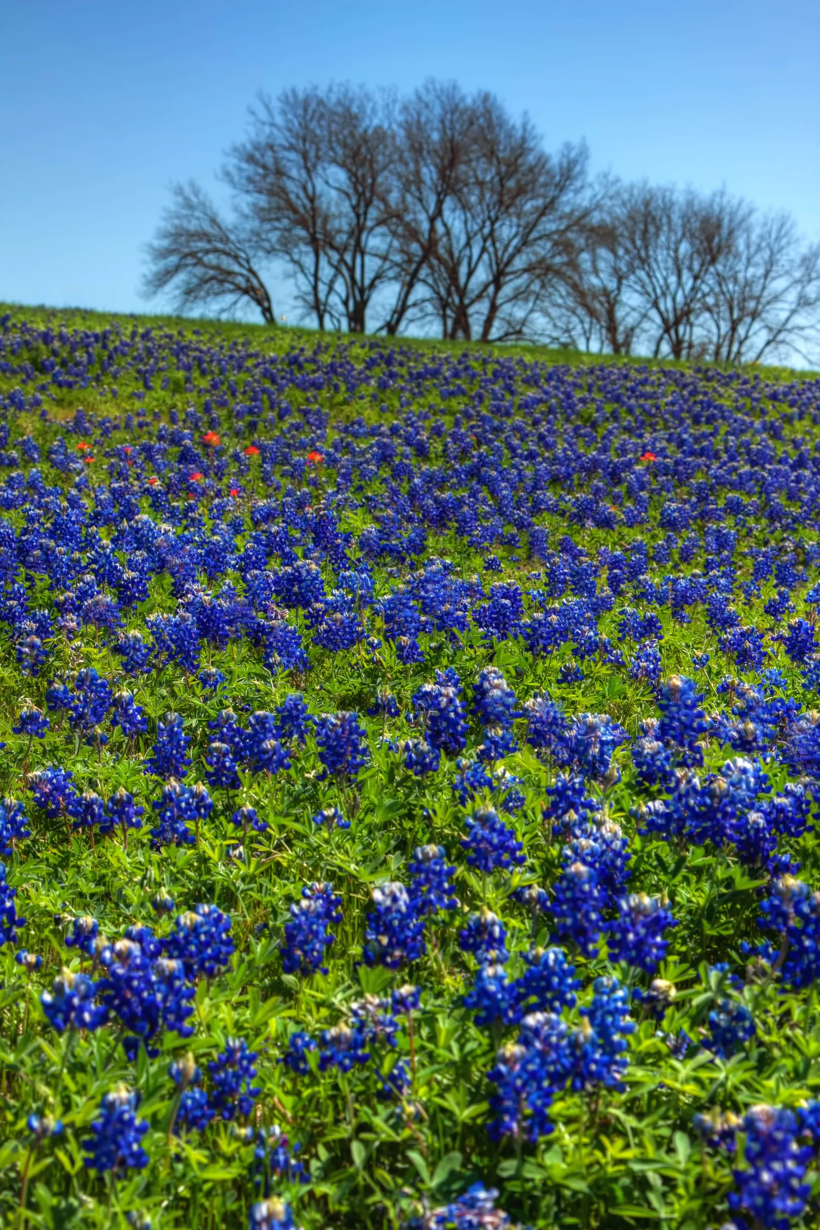 Texas Bluebonnet (Lupinus Texensis) — An established bluebonnet can be drought-resistant; peaking at a modest height of 12-24 inches