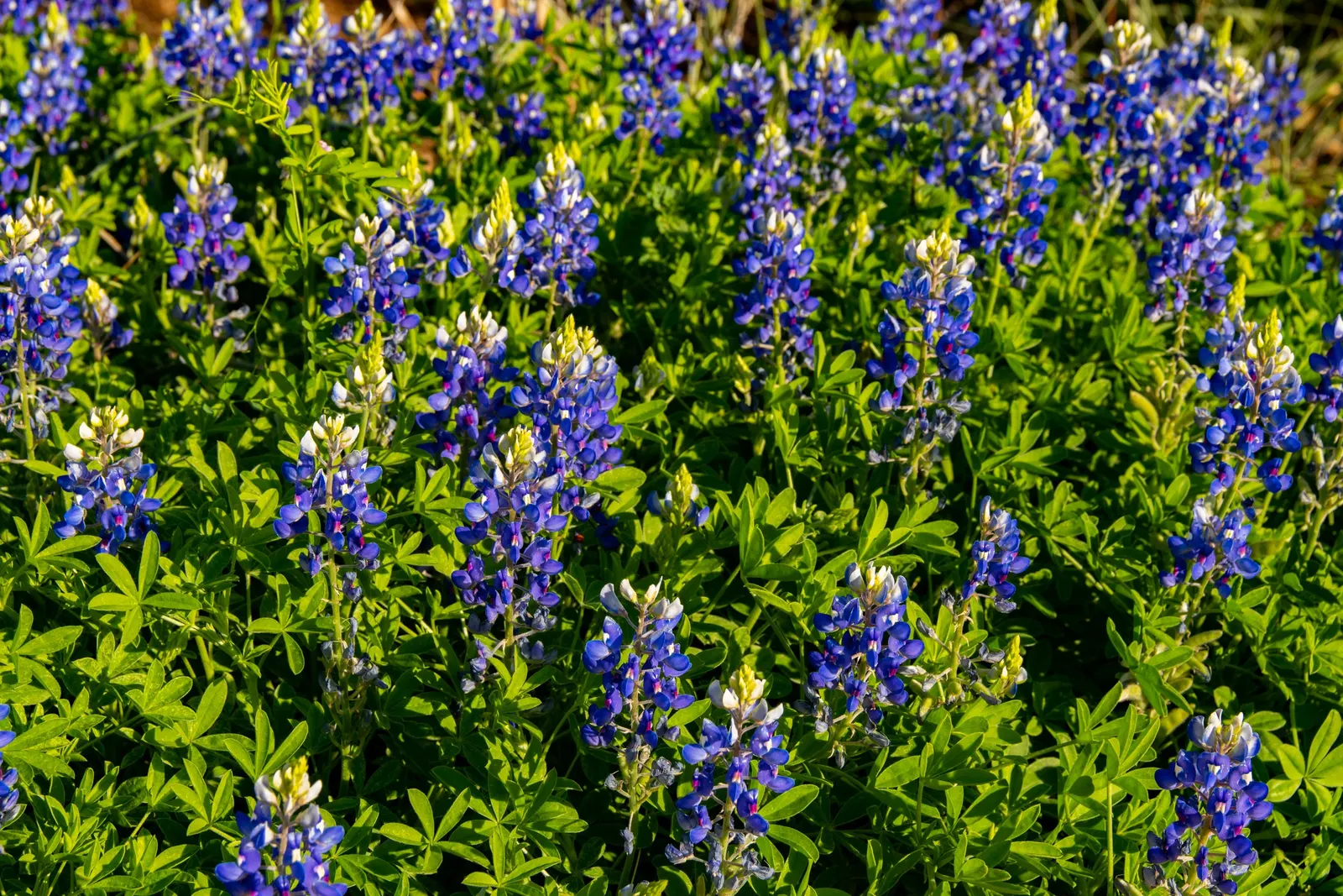 Texas Bluebonnet (Lupinus Texensis) — It's the Texas state flower, perfect for adding a touch of regional character to any garden