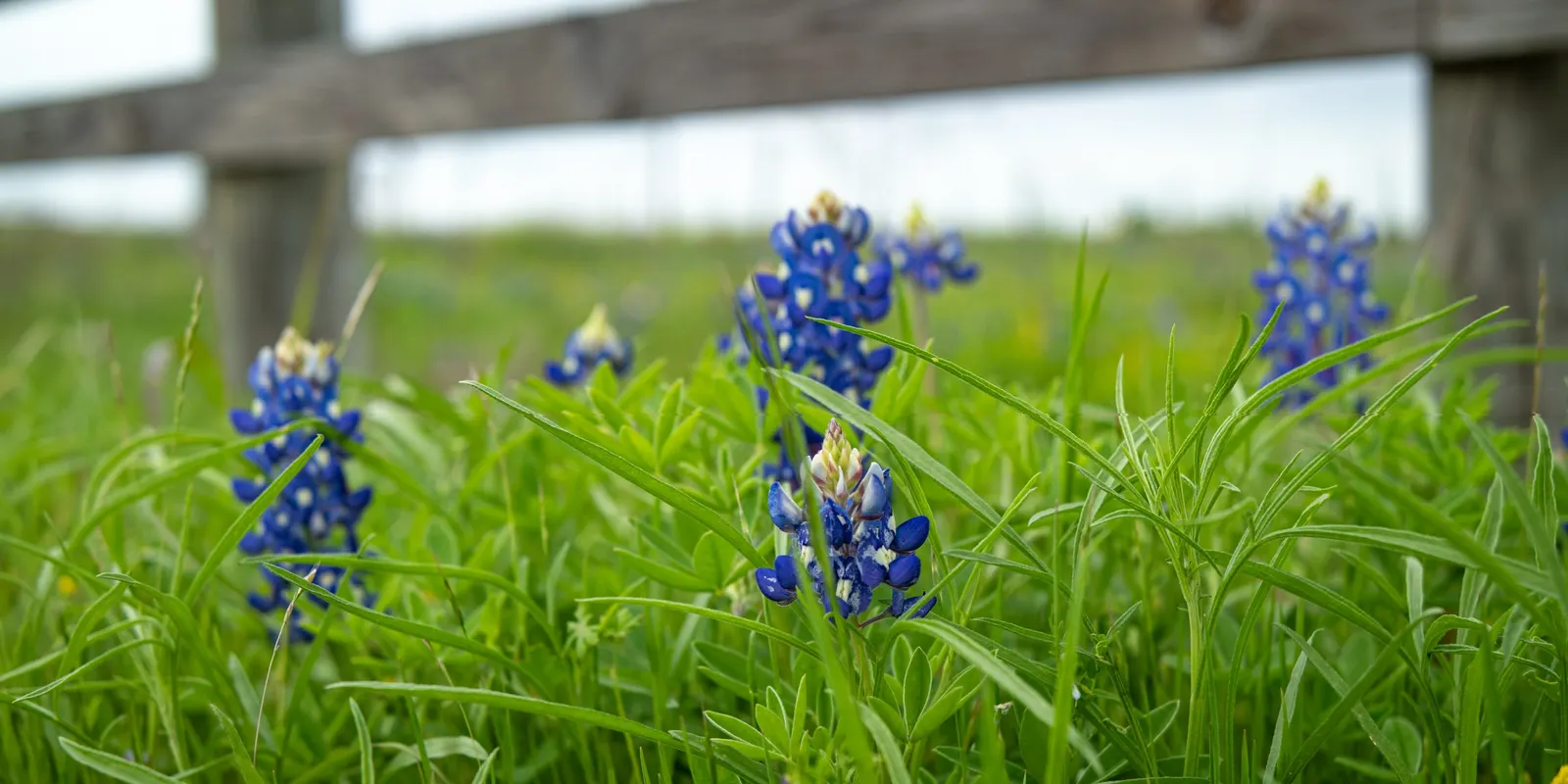 Texas Bluebonnet (Lupinus Texensis) — The Texas Bluebonnet (Lupinus texensis) holds the esteemed title of the Lone Star State's state flower, image 62