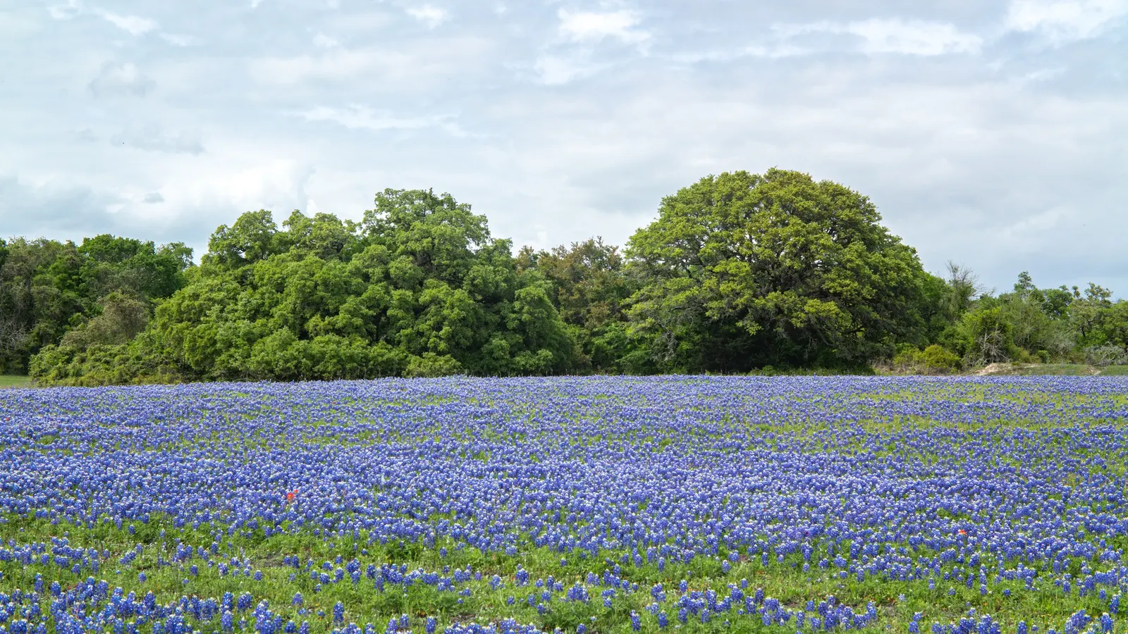 Texas Bluebonnet (Lupinus Texensis) — annual for full; zones for planting are typically USDA hardiness zones 3 to 8
