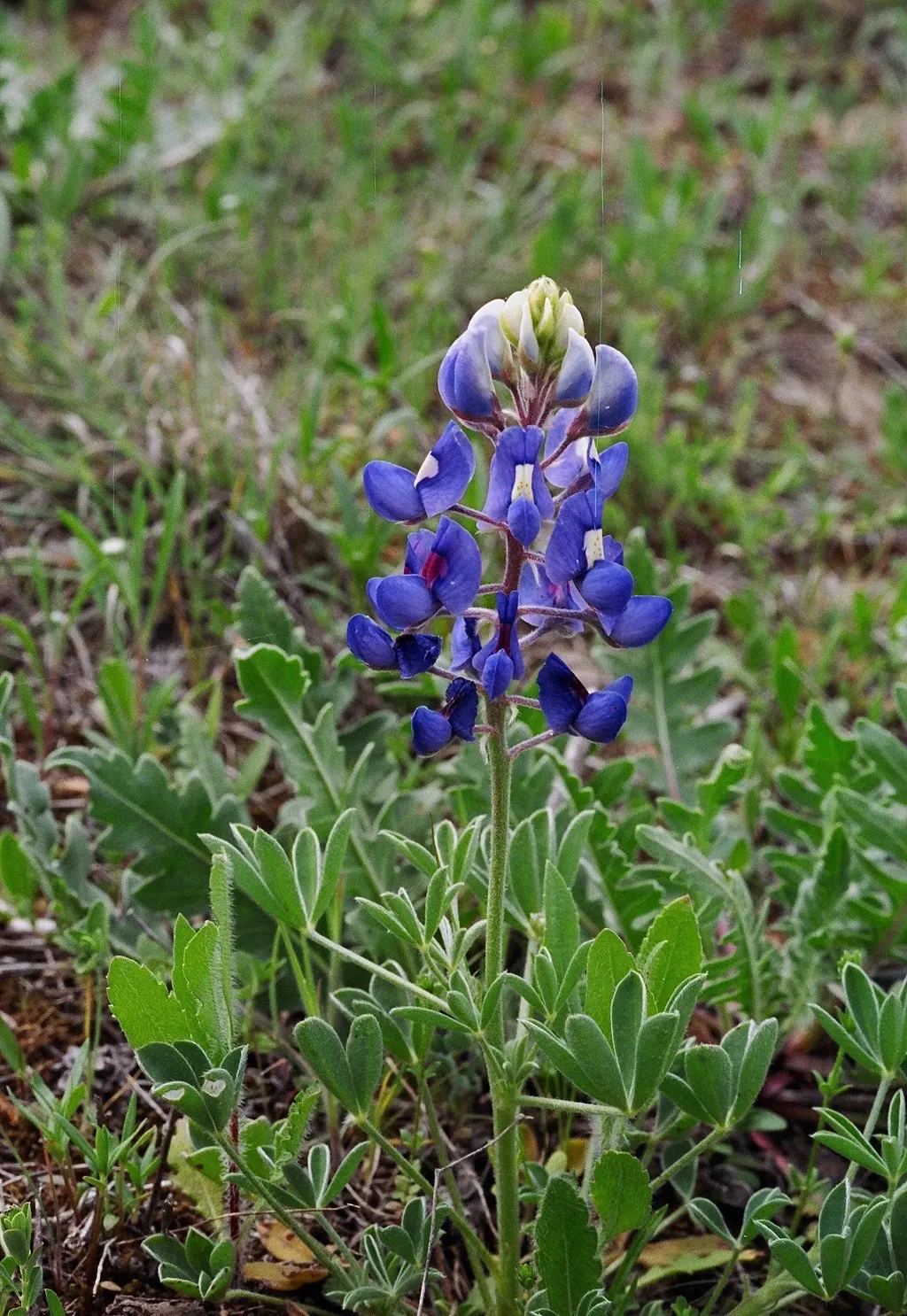 Texas Bluebonnet (Lupinus Texensis) — the plant typically reaches a modest height of about 12 to 24 inches; an established bluebonnet can be drought-resistant