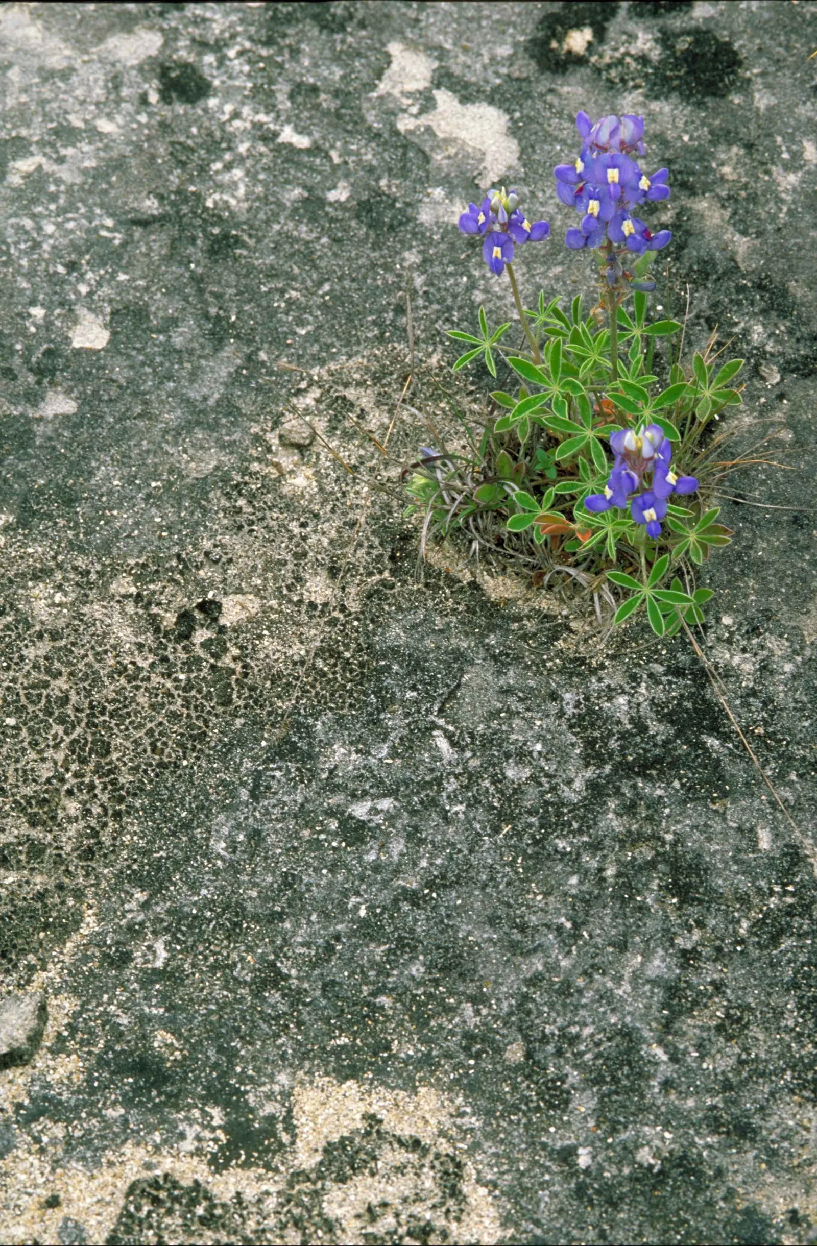 Texas Bluebonnet (Lupinus Texensis) — The Texas Bluebonnet (Lupinus texensis) holds the esteemed title of the Lone Star State's state flower; annual with blue