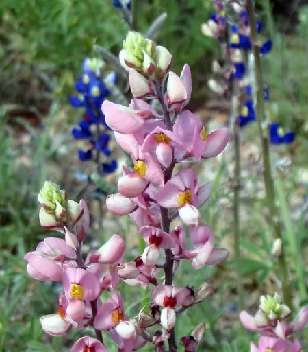 Texas Bluebonnet (Lupinus Texensis) — Zones for planting are typically USDA hardiness zones 3 to 8; this hardy annual thrives in full sun and well-drained