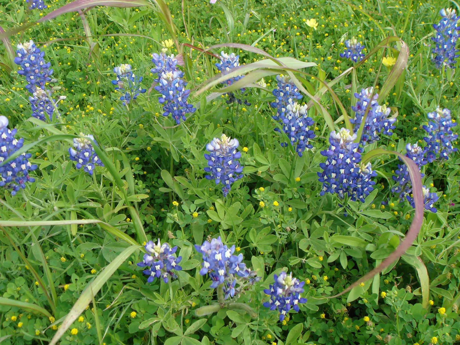 Texas Bluebonnet (Lupinus Texensis) — culminating in a characteristic white tip that contrasts beautifully with the deep blue petals; groupings or drifts of