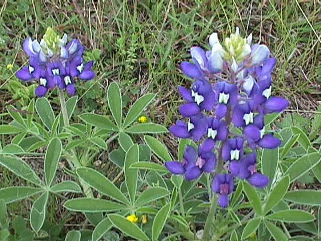 Texas Bluebonnet (Lupinus Texensis) — annual with blue and multi-colored blooms