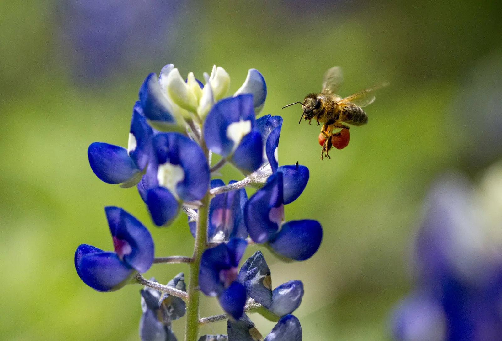 Texas Bluebonnet (Lupinus Texensis) — fern-like appearance.<br><br>Flourishing in the well-drained; consider its role as an annual wildflower that readily