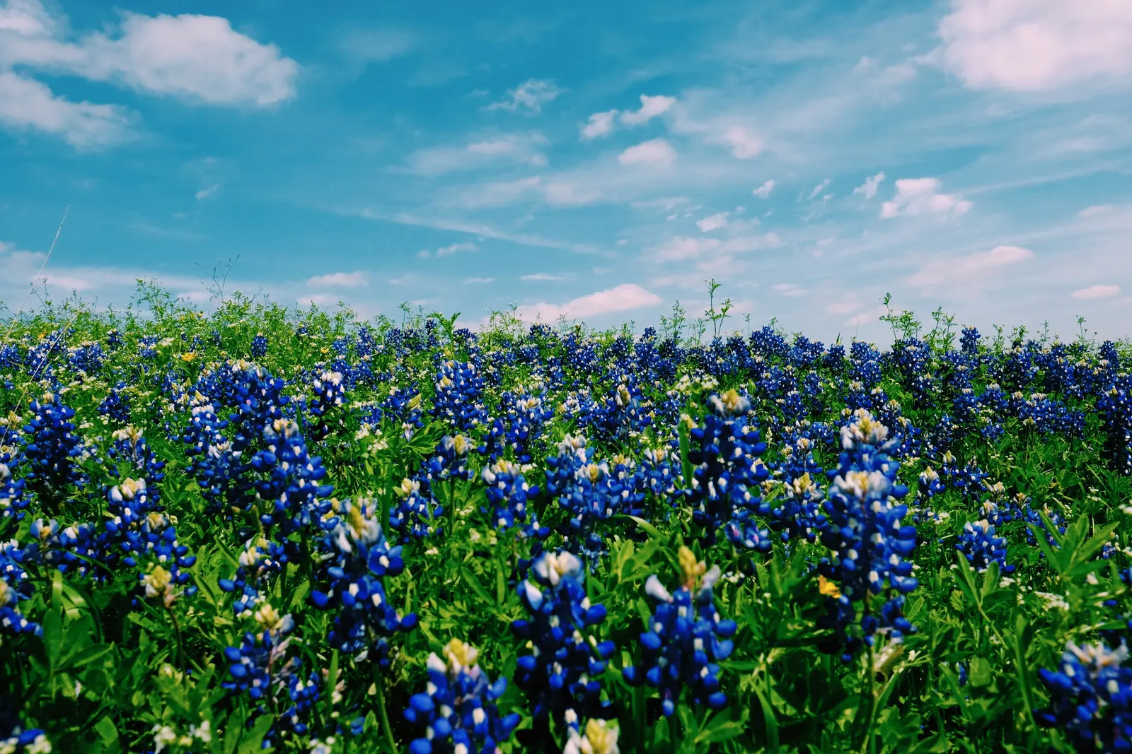 Texas Bluebonnet (Lupinus Texensis) — and can spread equally wide