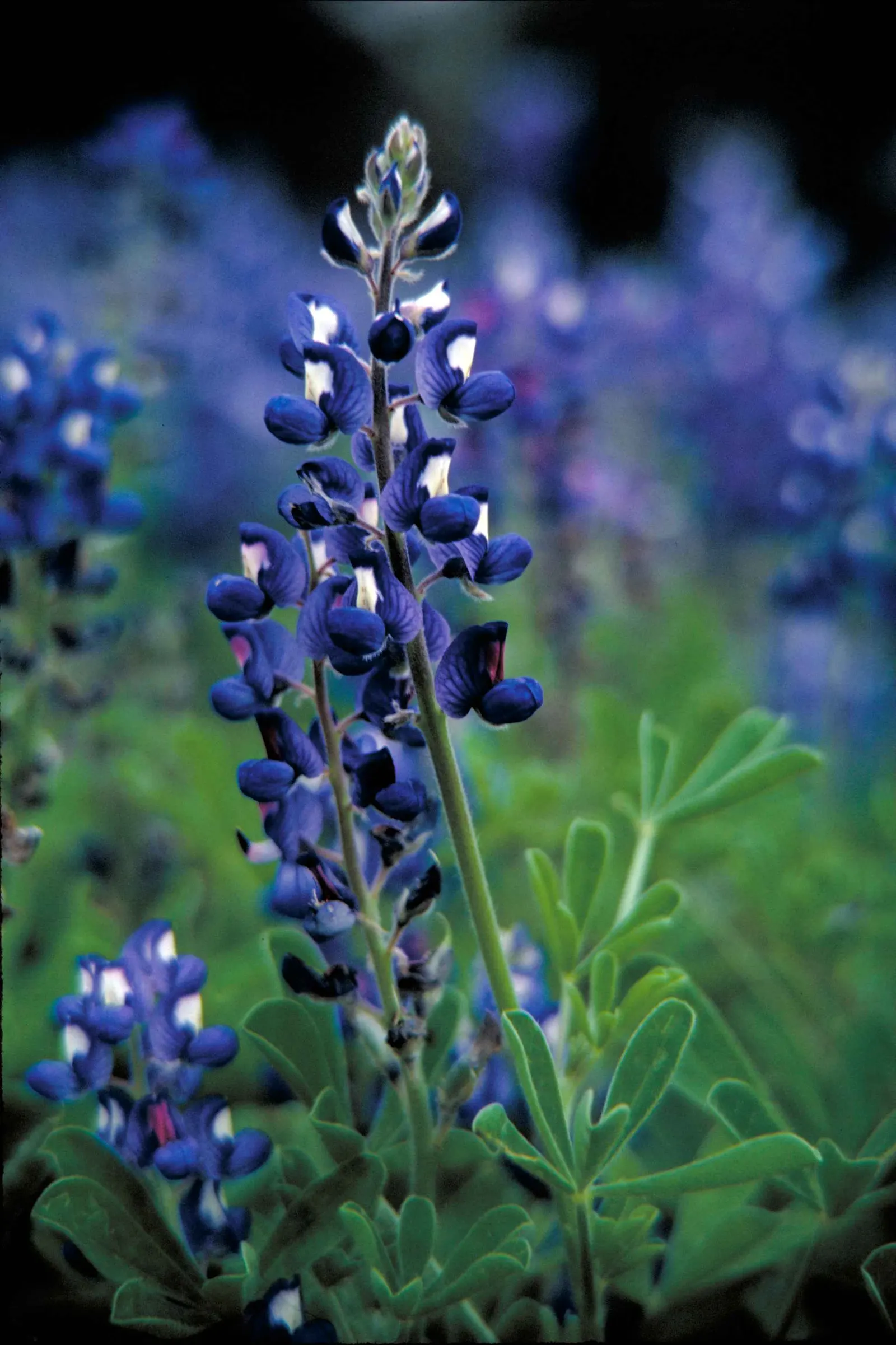 Texas Bluebonnet (Lupinus Texensis) — The Texas Bluebonnet (Lupinus texensis) graces landscapes with vibrant blue flowers; with its lupine family roots