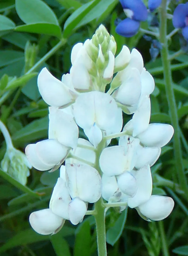 Texas Bluebonnet (Lupinus Texensis) — showcasing an impressive spring bloom between March and May; the Texas Bluebonnet (Lupinus texensis) holds, image 71