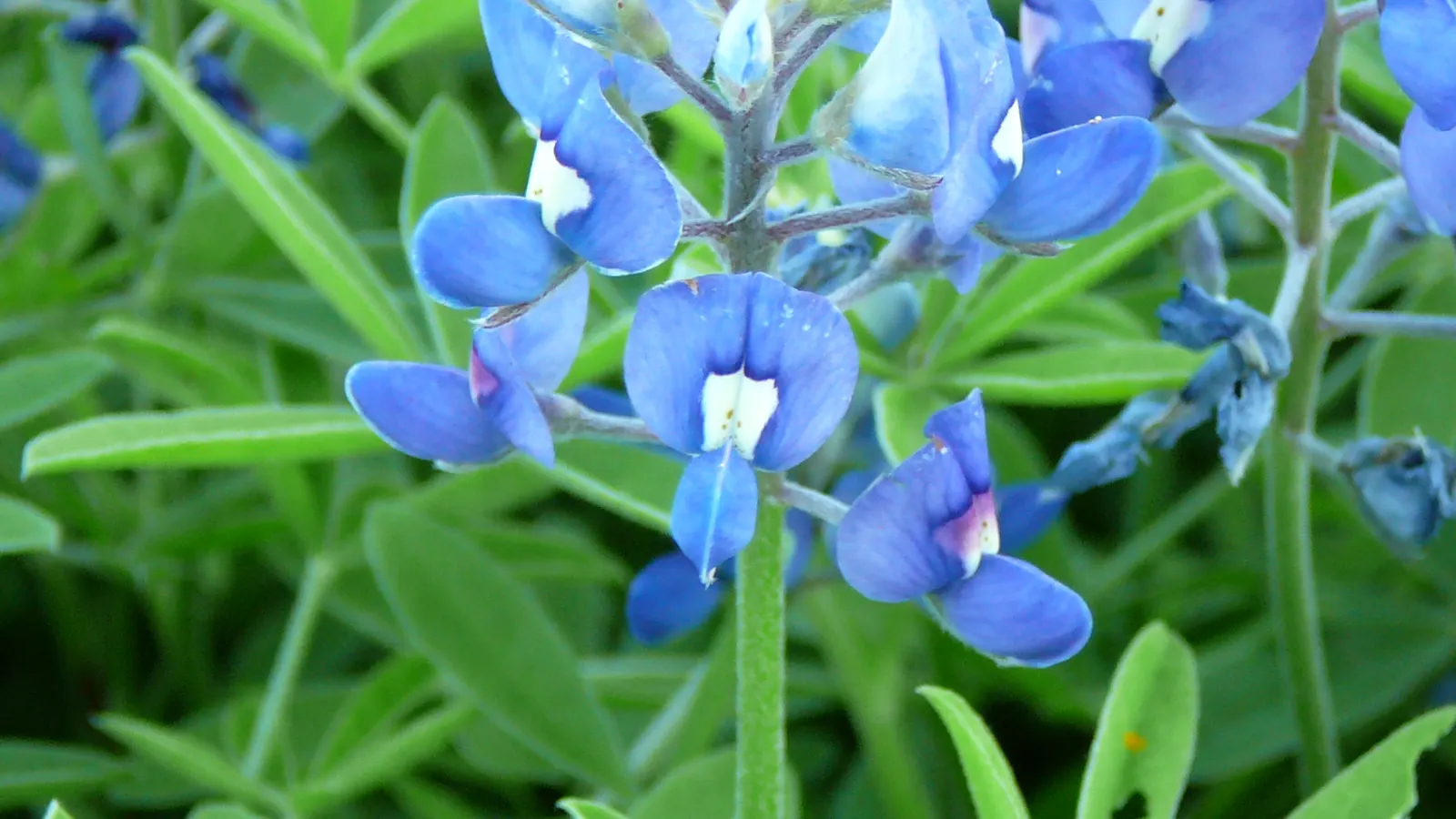Texas Bluebonnet (Lupinus Texensis) — showcasing an impressive spring bloom between March and May
