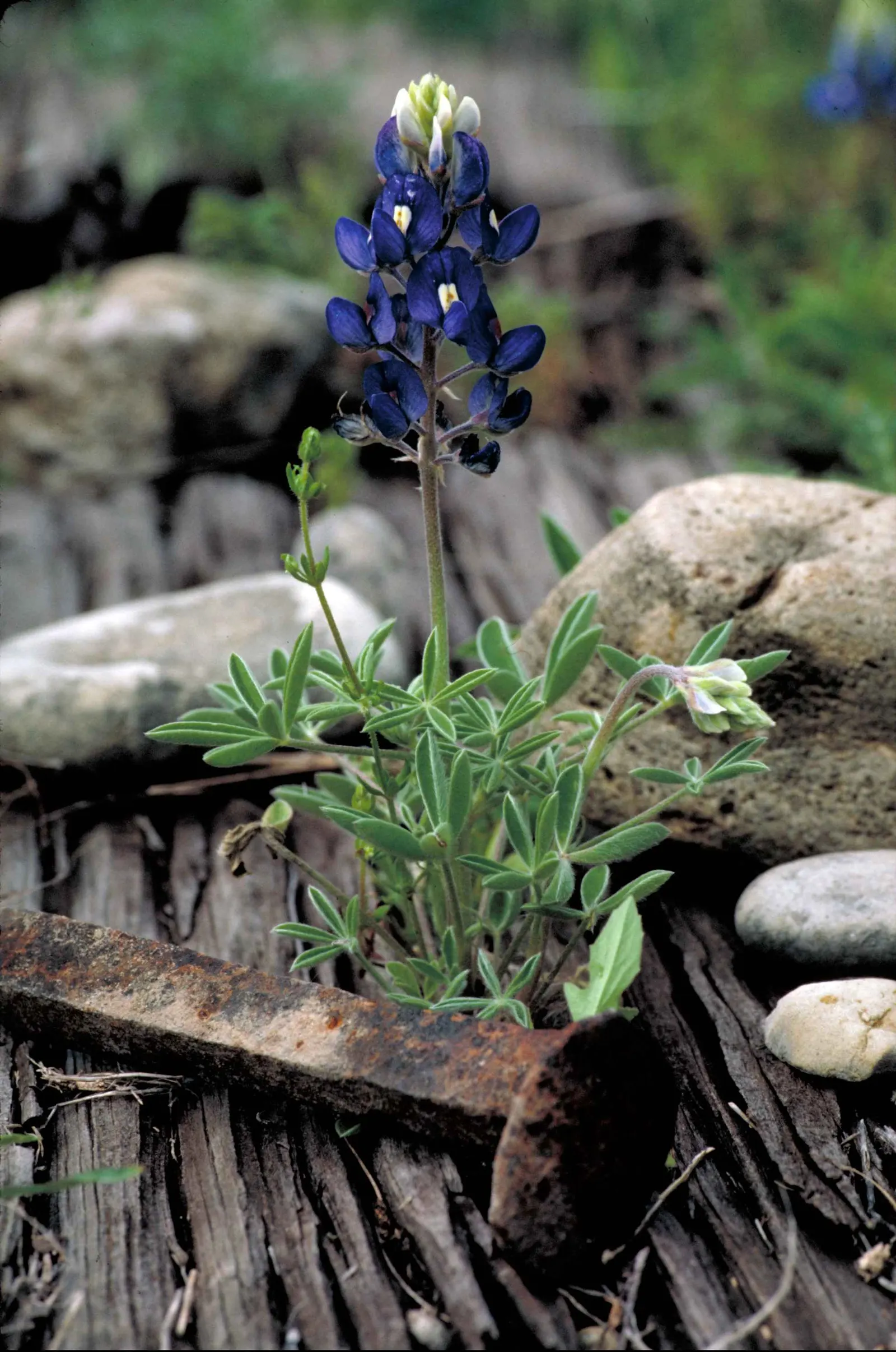Texas Bluebonnet (Lupinus Texensis) — With its lupine family roots