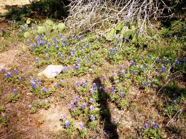 Texas Bluebonnet (Lupinus Texensis) — With its lupine family roots; blue and multi-colored flowers in the garden, image 58