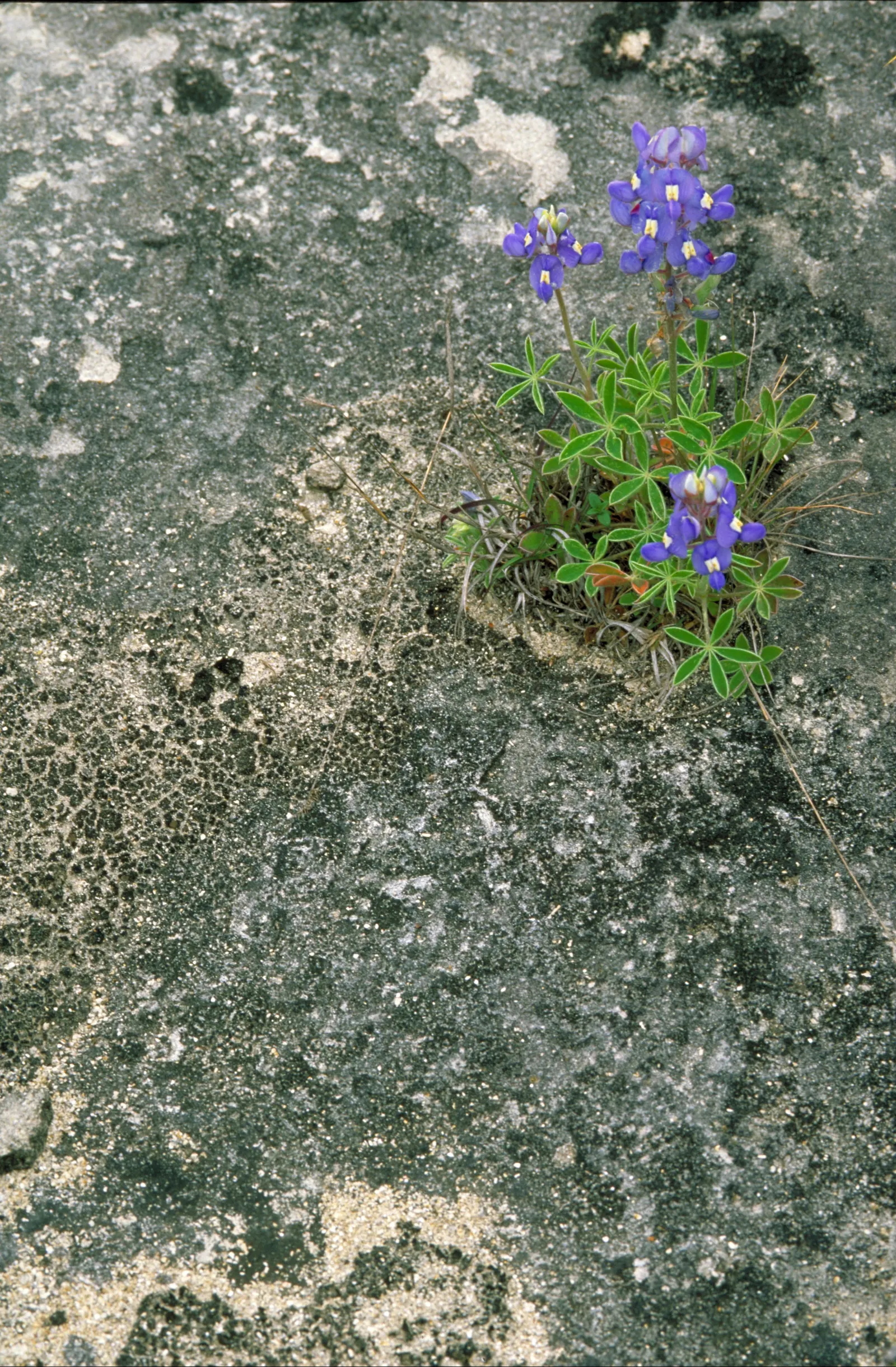 Texas Bluebonnet (Lupinus Texensis) — offering an early-season nectar source for pollinators such as bees and butterflies, image 50