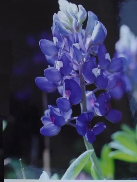 Texas Bluebonnet (Lupinus Texensis) — It's the Texas state flower, perfect for adding a touch of regional character to any garden; culminating in a, image 61