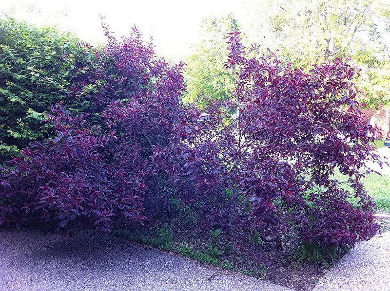 Purpleleaf Sand Cherry (Prunus X Cistena) — so preventive care is key