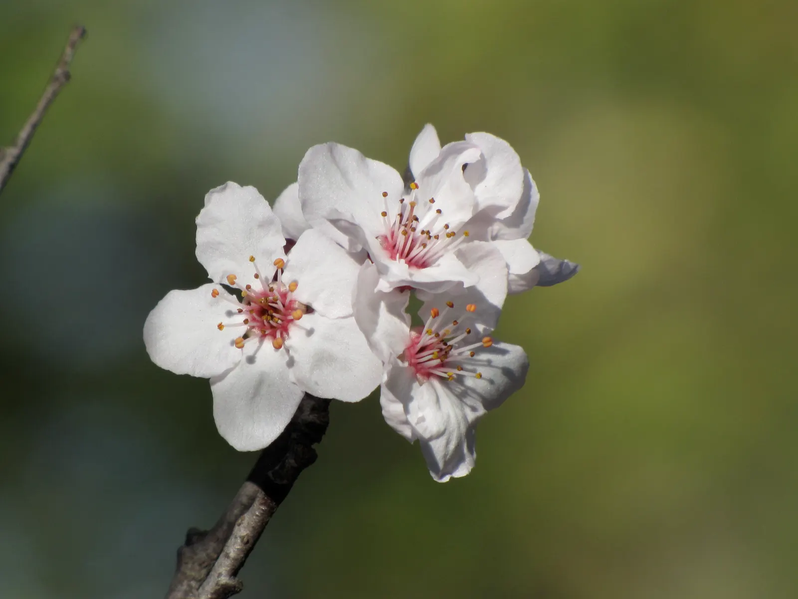 Purpleleaf Sand Cherry (Prunus X Cistena) — you'll also be treated to an enticing display of fragrant; can grow to approximately 7 to 10 feet tall and equally