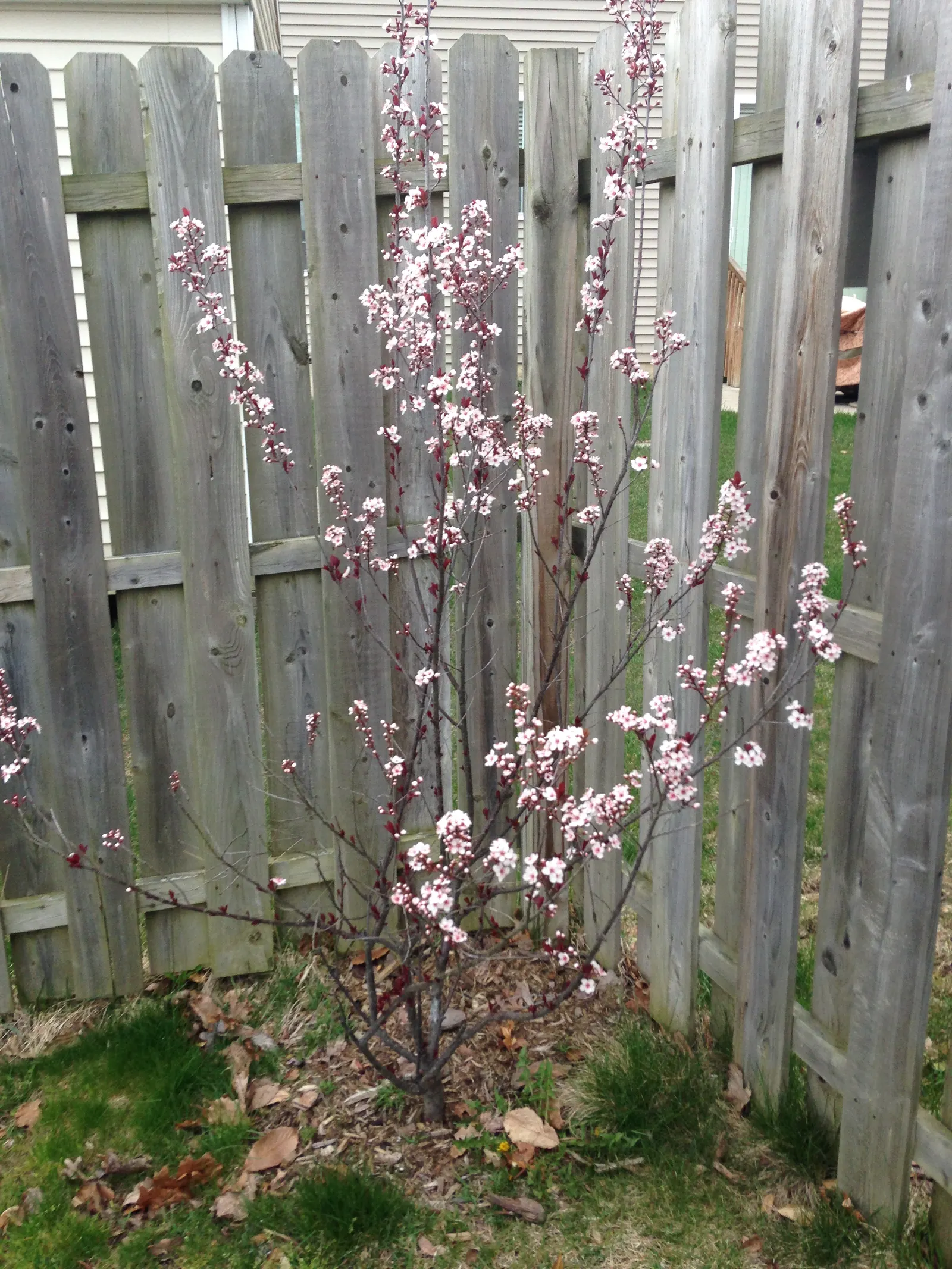 Purpleleaf Sand Cherry (Prunus X Cistena) — you'll also be treated to an enticing display of fragrant