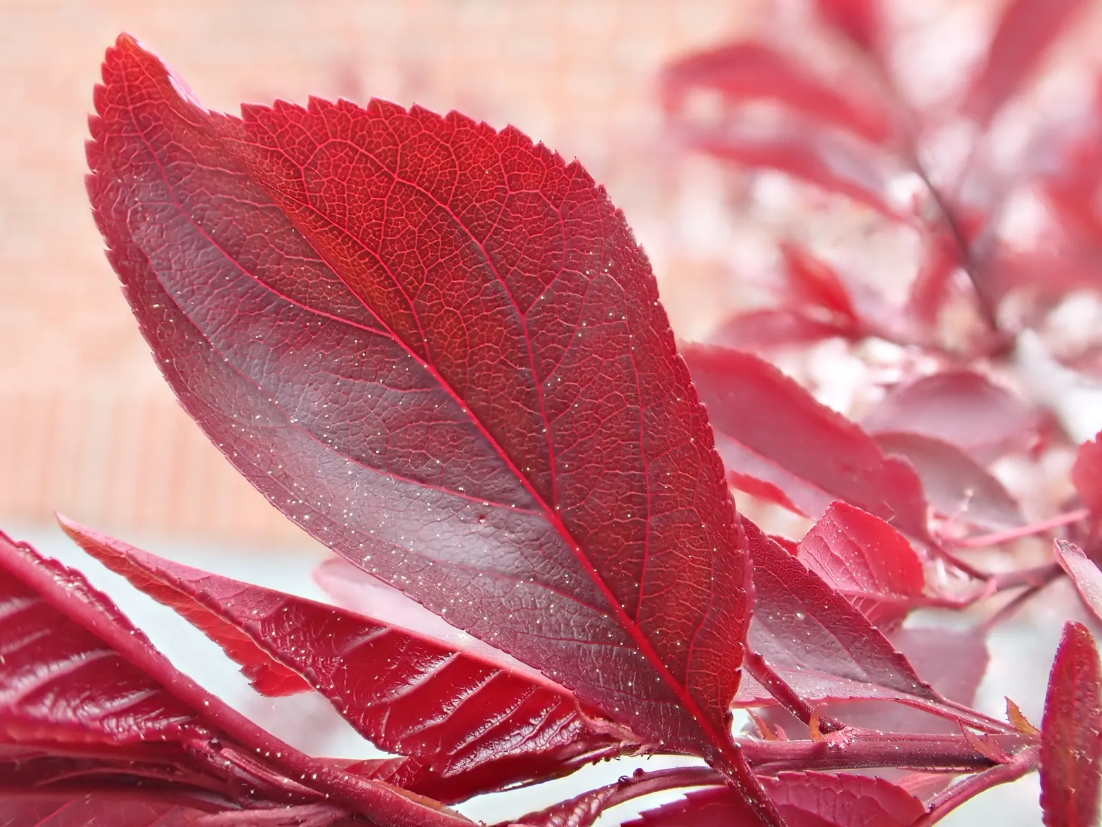 Purpleleaf Sand Cherry (Prunus X Cistena) — It matures around 7-10ft tall with an equal spread; great for focal points or as a dramatic border