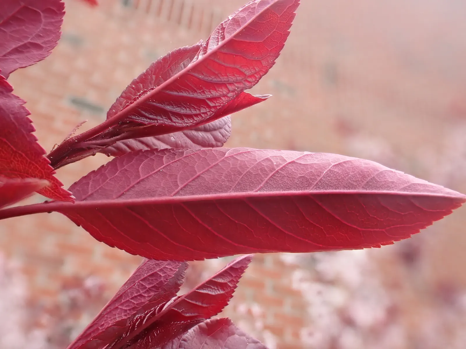 Purpleleaf Sand Cherry (Prunus X Cistena) — typically around 10 to 15 years; is a stunning deciduous shrub that provides year-round interest in the landscape