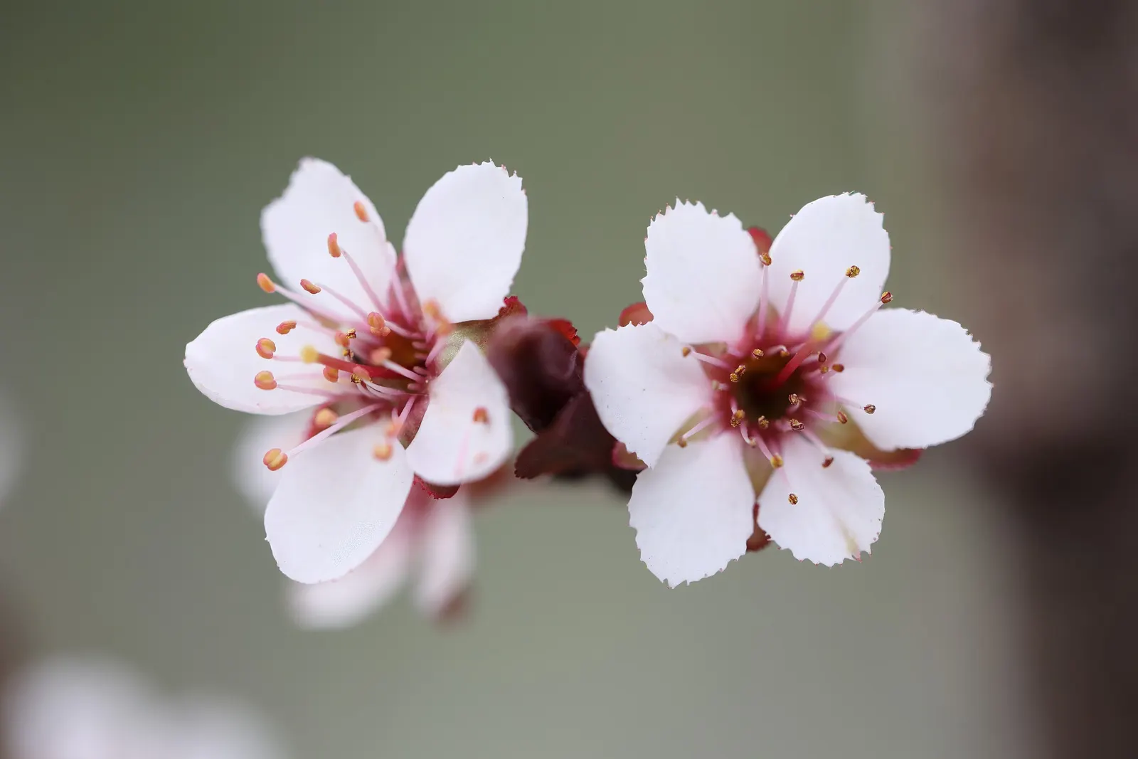 Purpleleaf Sand Cherry (Prunus X Cistena) — scientifically known as Prunus x cistena; the foliage of the Purpleleaf Sand Cherry adds a vibrant contrast against