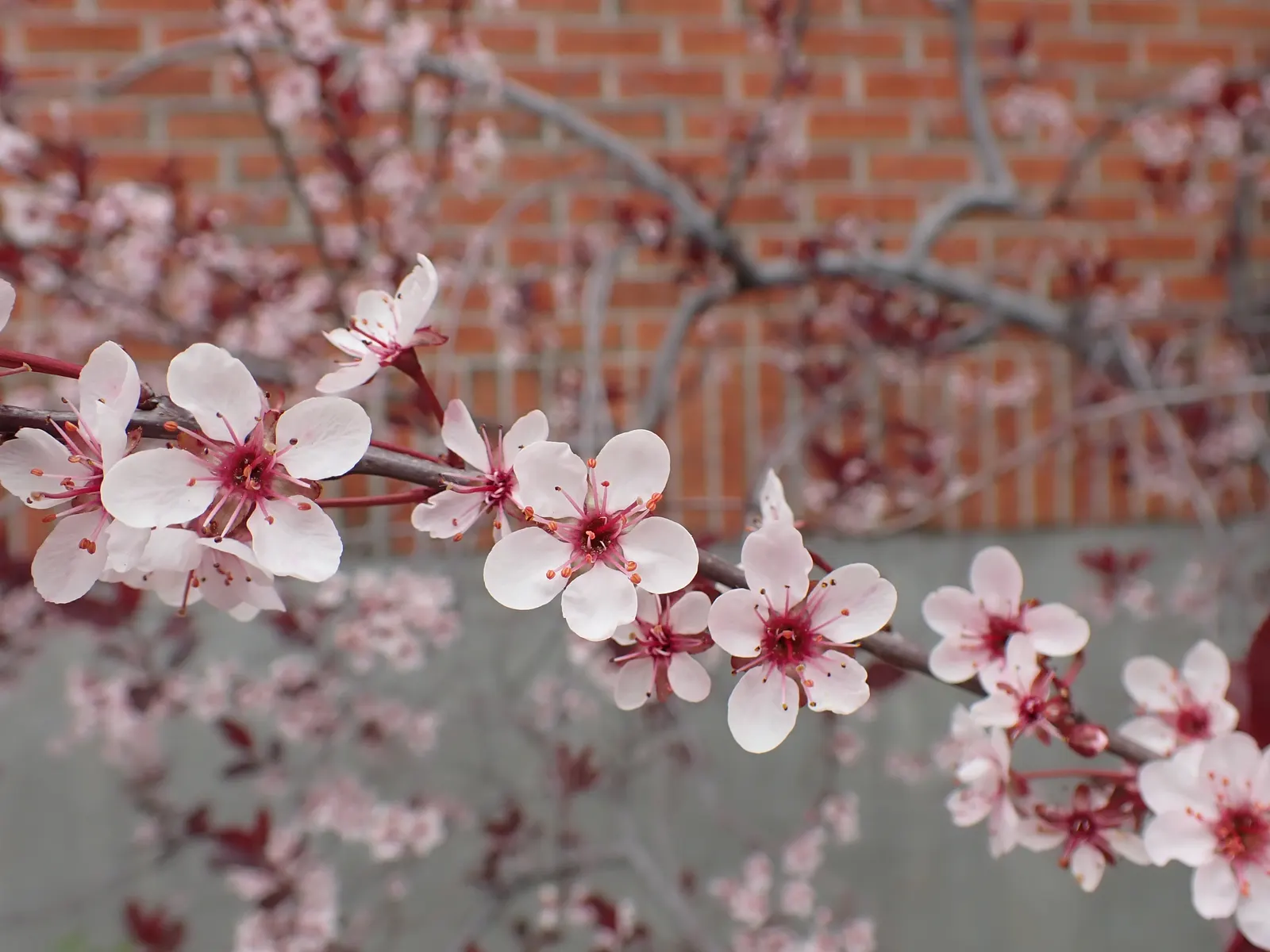 Purpleleaf Sand Cherry (Prunus X Cistena) — It matures around 7-10ft tall with an equal spread