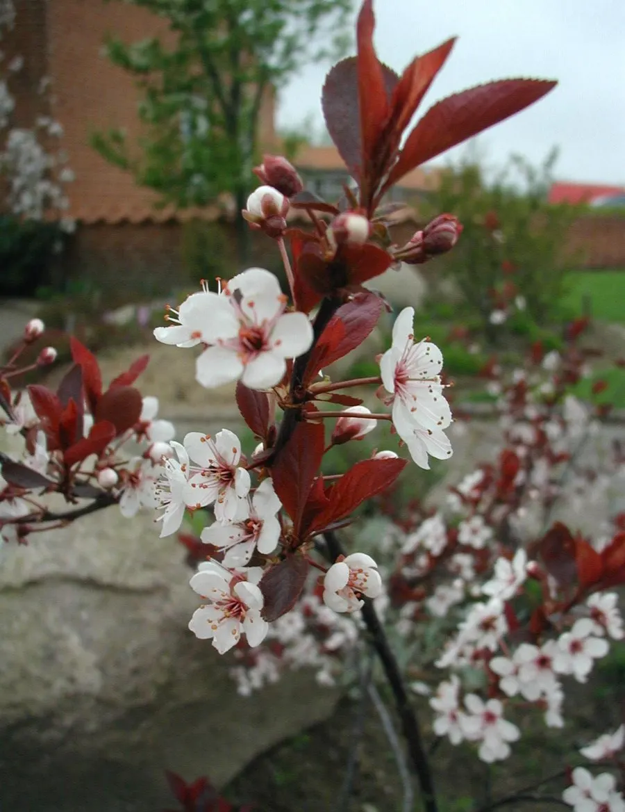 Purpleleaf Sand Cherry (Prunus X Cistena) — It's important to note this shrub may suffer from short life span