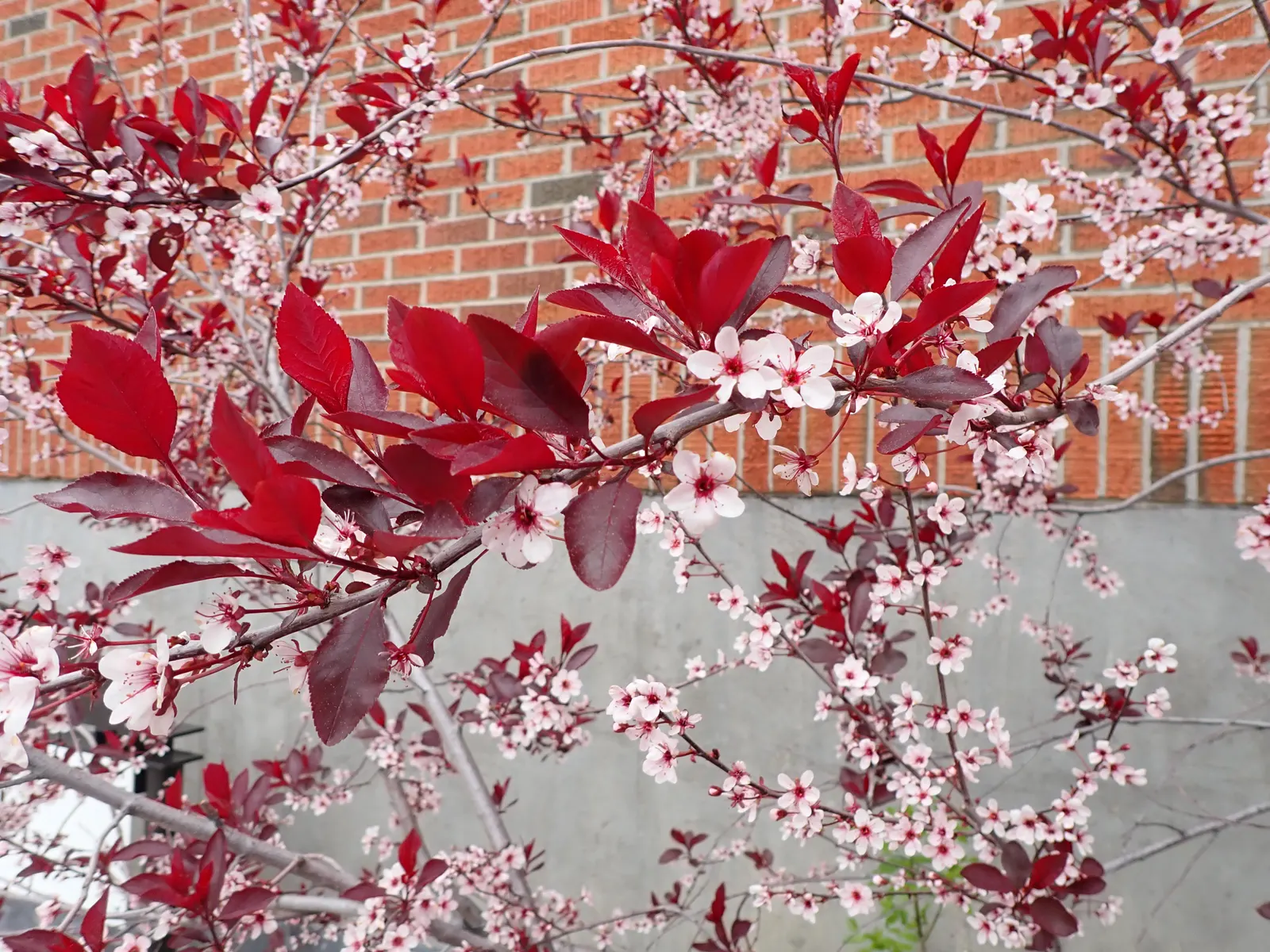 Purpleleaf Sand Cherry (Prunus X Cistena) — It's important to note this shrub may suffer from short life span; shrub / tree with white blooms