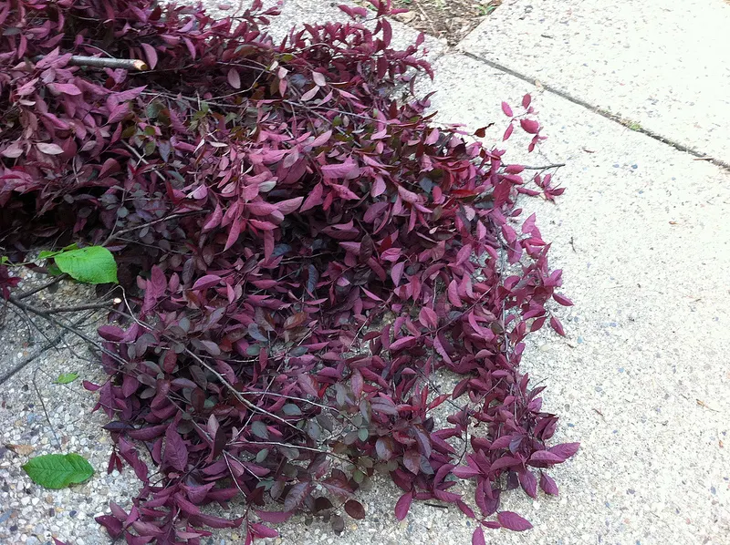 Purpleleaf Sand Cherry (Prunus X Cistena) — shrub / tree for full