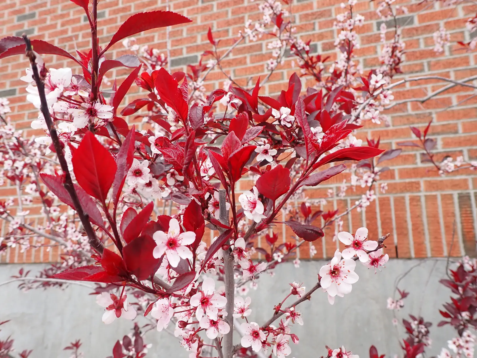 Purpleleaf Sand Cherry (Prunus X Cistena) — scientifically known as Prunus x cistena