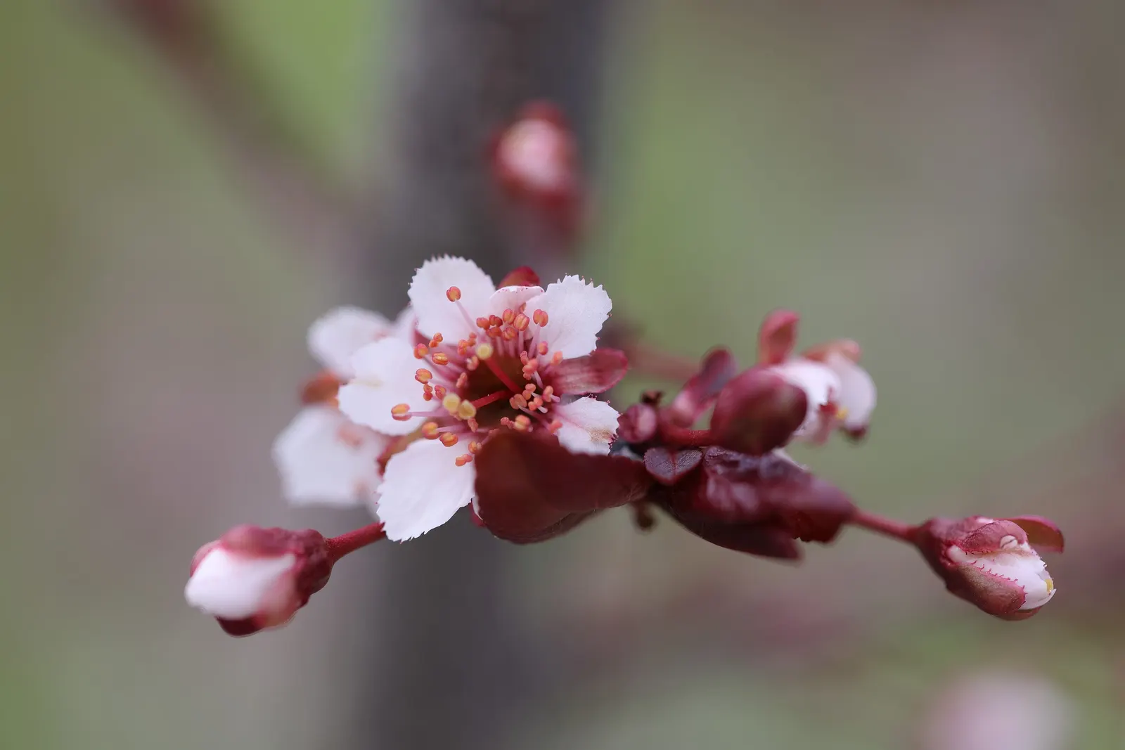 Purpleleaf Sand Cherry (Prunus X Cistena) — shrub / tree with white blooms