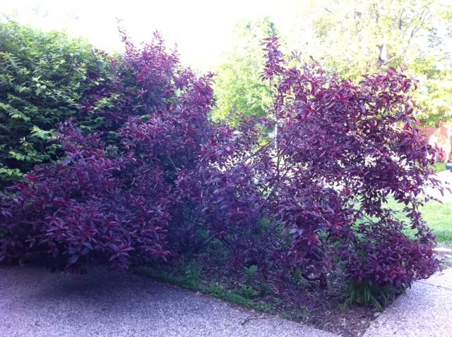Purpleleaf Sand Cherry (Prunus X Cistena) — can grow to approximately 7 to 10 feet tall and equally as wide; making it a medium-sized focal piece for any