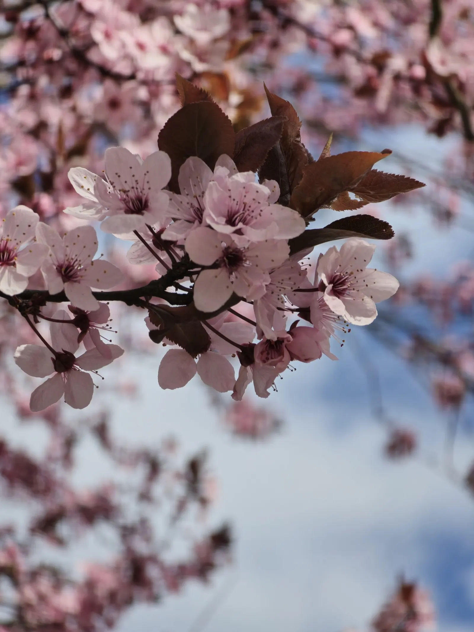 Purpleleaf Sand Cherry (Prunus X Cistena) — thriving in full sun to part shade and adapting to various soil types