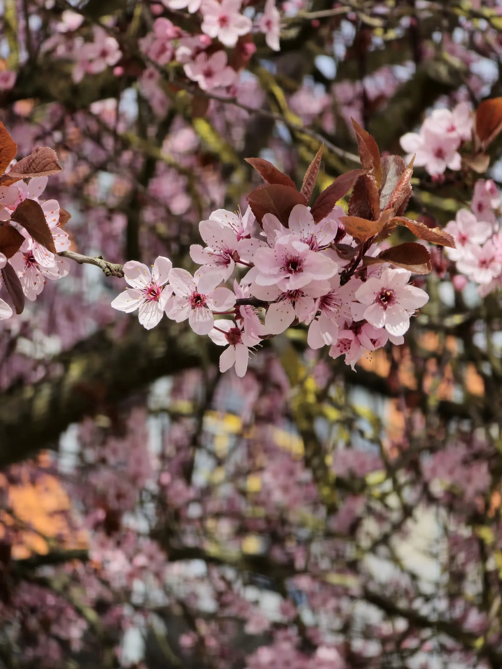 Purpleleaf Sand Cherry (Prunus X Cistena) — Great for focal points or as a dramatic border
