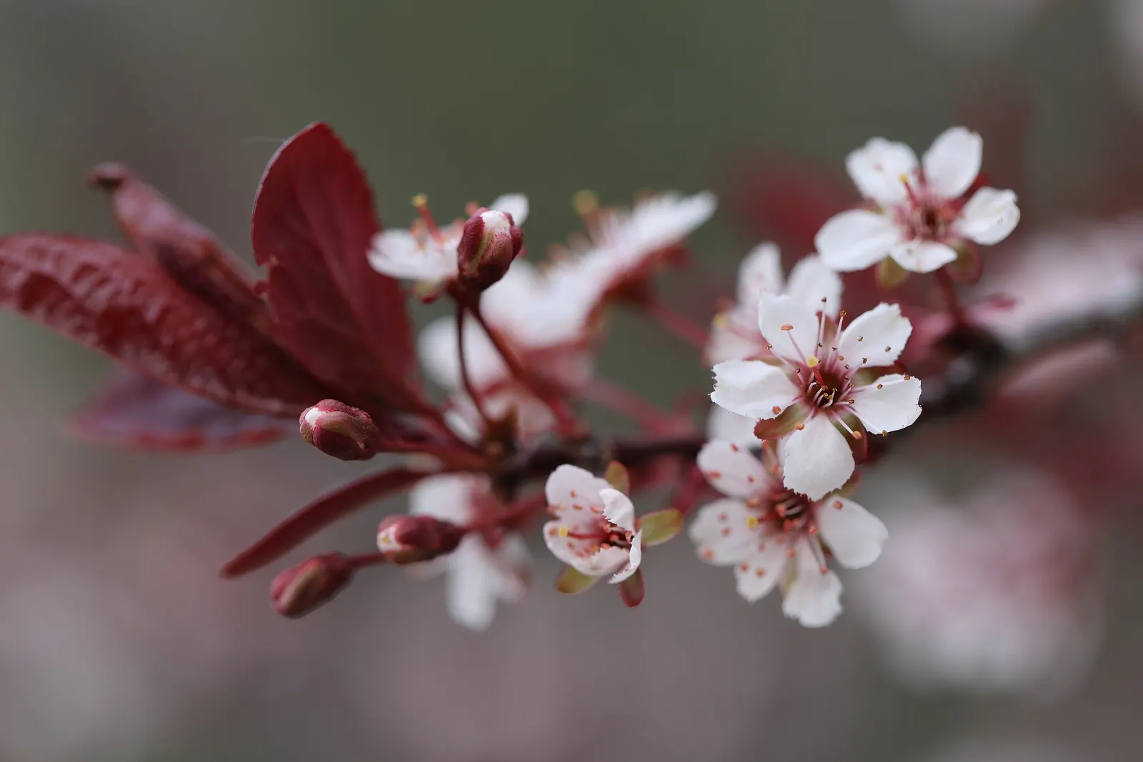 Purpleleaf Sand Cherry (Prunus X Cistena) — making it a medium-sized focal piece for any garden design.<br><br>With leaves that emerge a rich; it's important