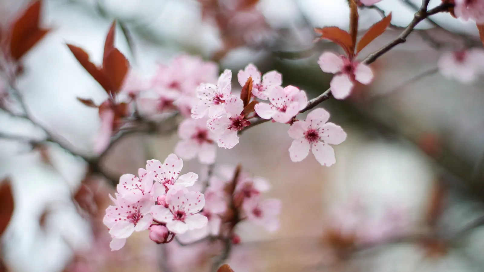 Purpleleaf Sand Cherry (Prunus X Cistena) — It performs best in USDA zones 3 to 7 and can tolerate a range of urban conditions