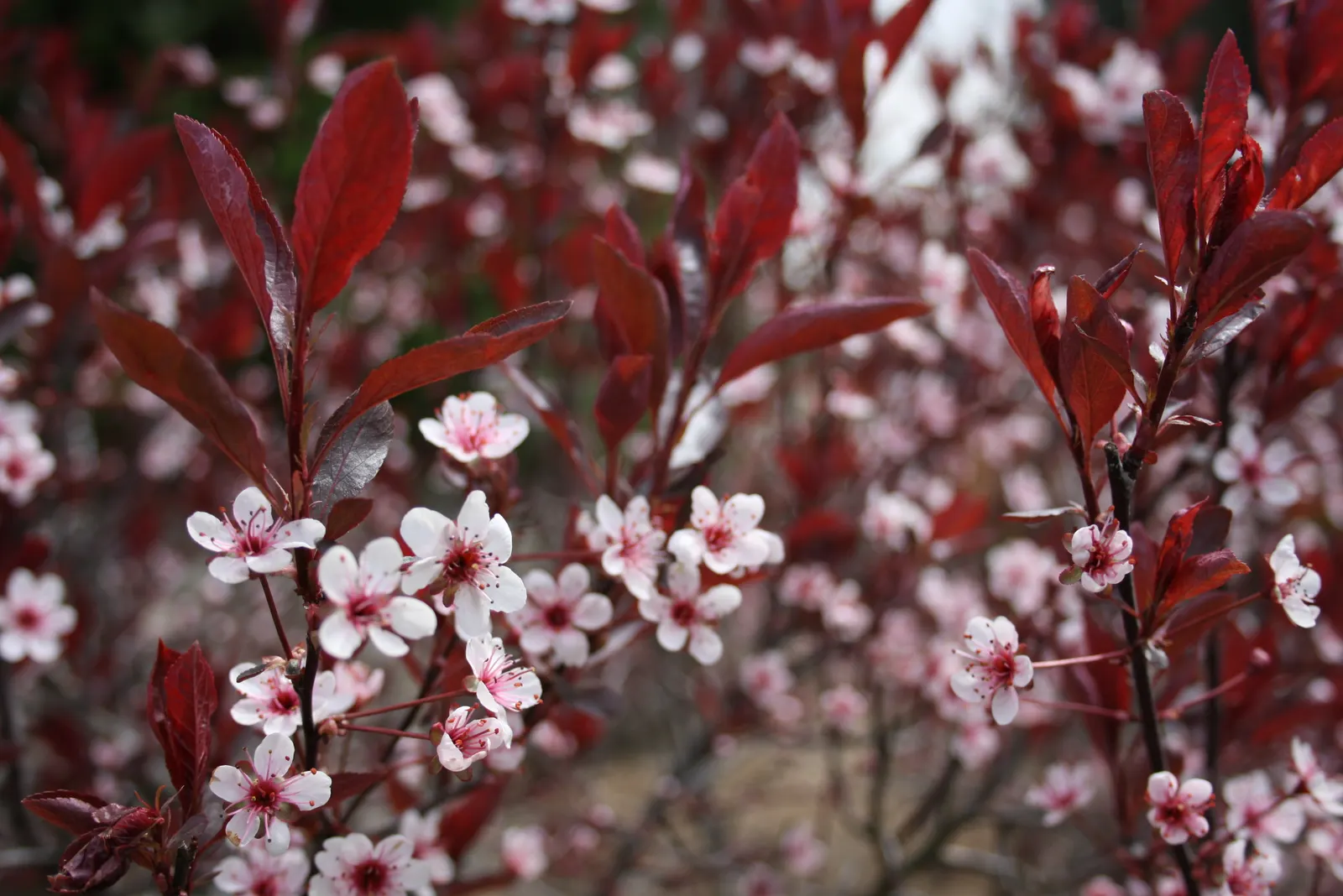 Purpleleaf Sand Cherry (Prunus X Cistena) — making it a medium-sized focal piece for any garden design.<br><br>With leaves that emerge a rich
