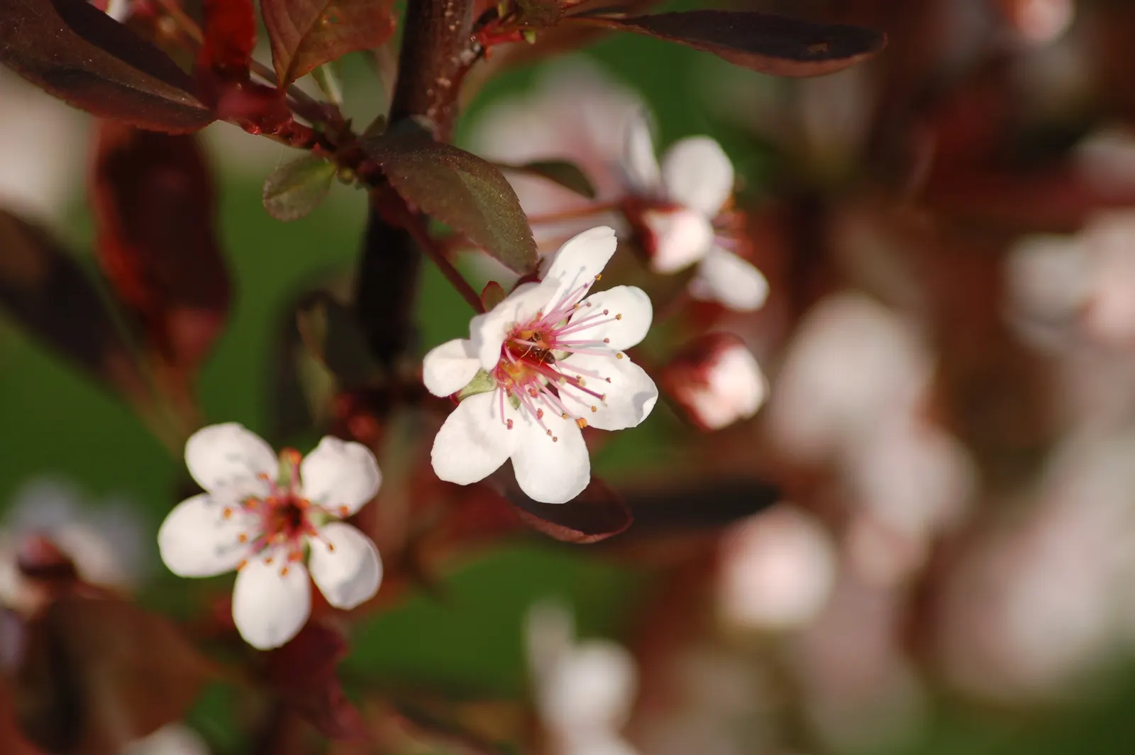 Purpleleaf Sand Cherry (Prunus X Cistena) — This hardy plant adds a splash of color to landscapes and requires pruning to maintain shape