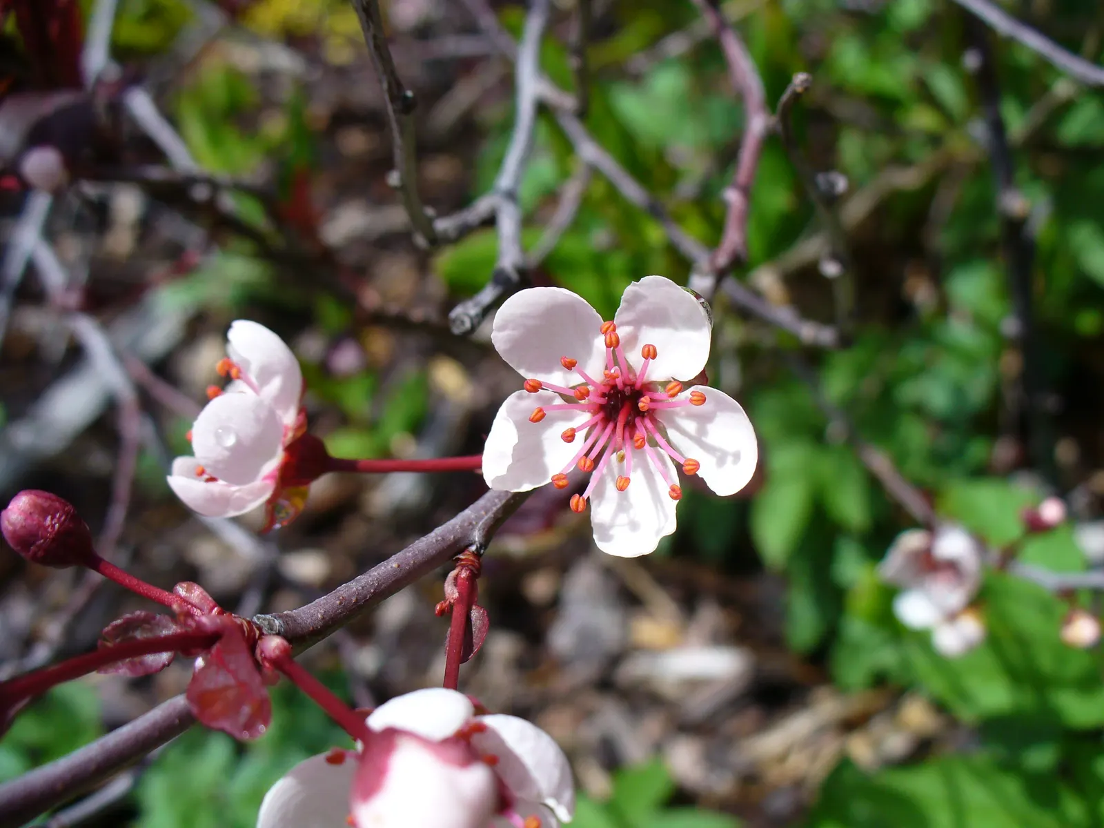 Purpleleaf Sand Cherry (Prunus X Cistena) — can grow to approximately 7 to 10 feet tall and equally as wide