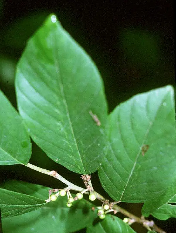 Carolina Buckthorn, Indian Cherry (Rhamnus Caroliniana) — is a deciduous shrub/small tree maturing at 10-20 feet in height with a similar spread