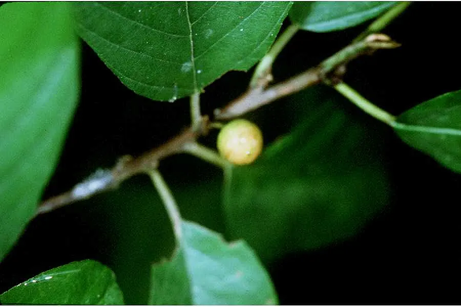 Carolina Buckthorn, Indian Cherry (Rhamnus Caroliniana) — Hardy in zones 5-9, it thrives in full sun to partial shade and requires well-drained soil