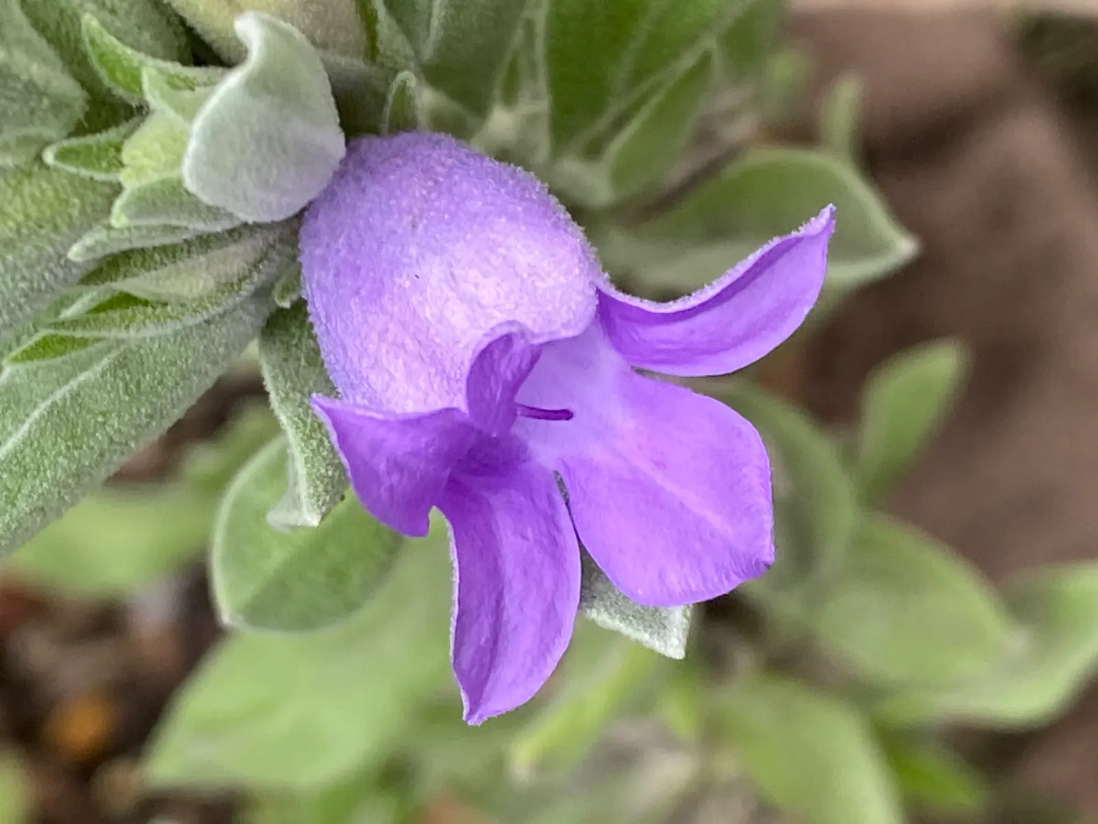 Blue Emu Bush (Eremophila Hygrophana) — Eremophila hygrophana, commonly known as Blue Bells, is a drought-tolerant shrub, thriving in zones 9-11; its compact