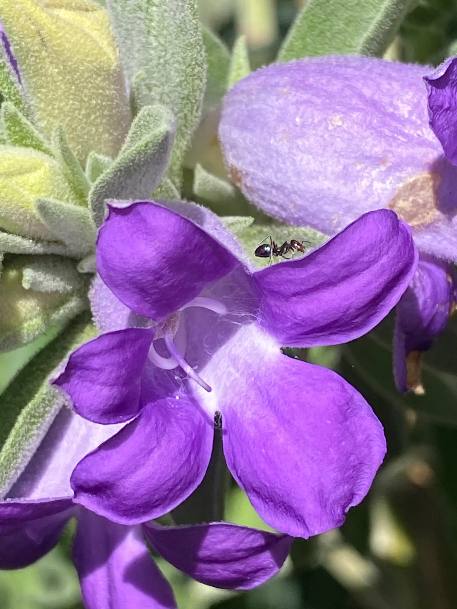 Blue Emu Bush (Eremophila Hygrophana) — shrub for full
